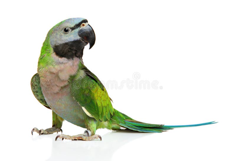 White Ringneck Parrot Image Stock Photos - Free & Royalty-Free Stock