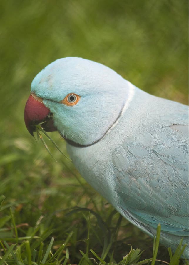 143 Blue Ring Neck Parrot Stock Photos - Free & Royalty-Free Stock ...