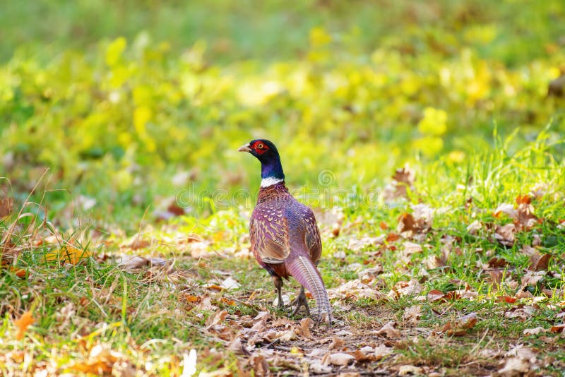 Ringneck Pheasant, Phasianus Colchicus in the