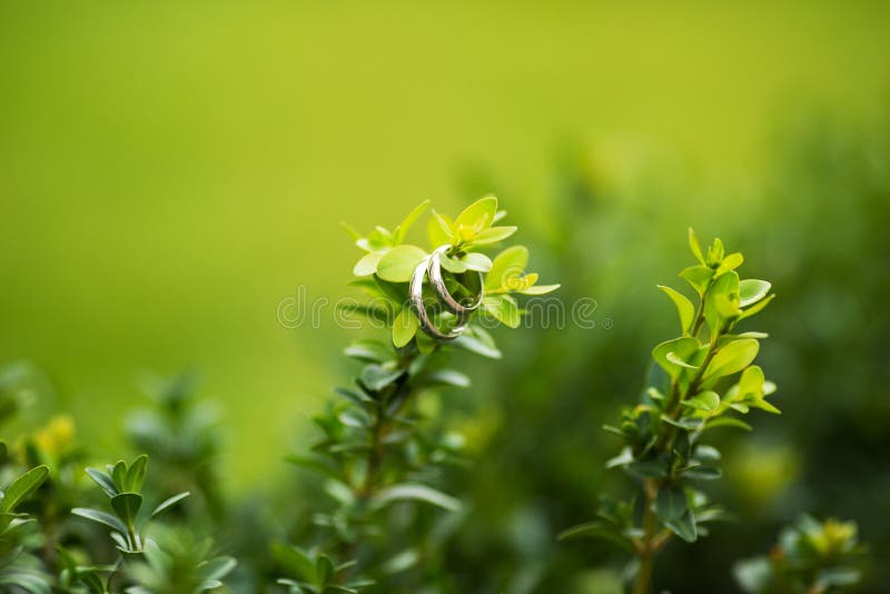 Rings on green stick with leaves royalty free stock photos