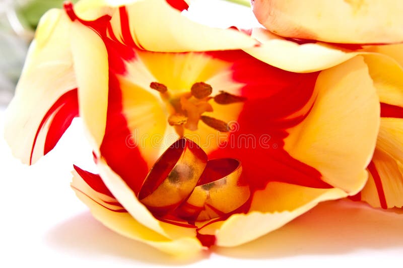 Rings in tulip