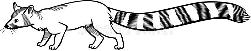 Ringtail Cat stock vector. Illustration of beast, drawing - 67056675