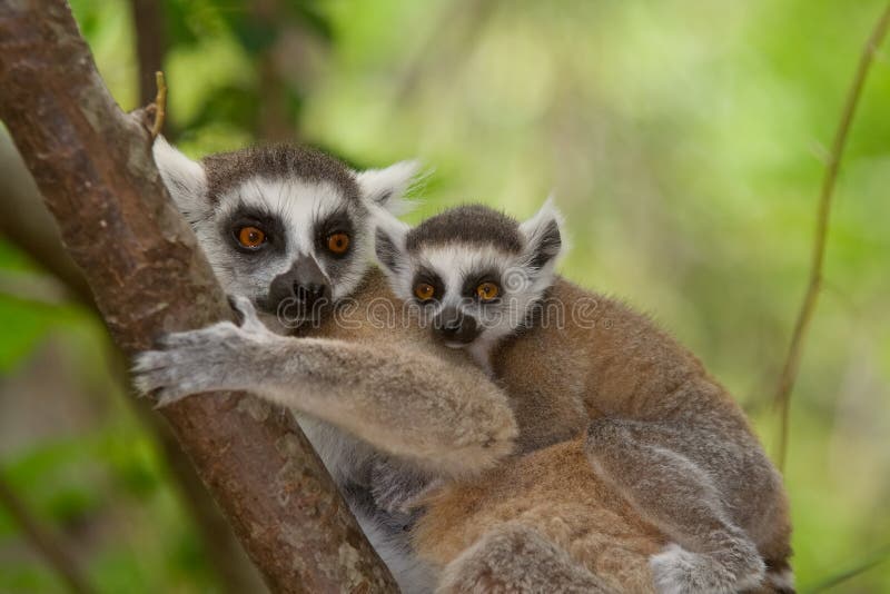 Wild Ringtail Lemur in Madagascar