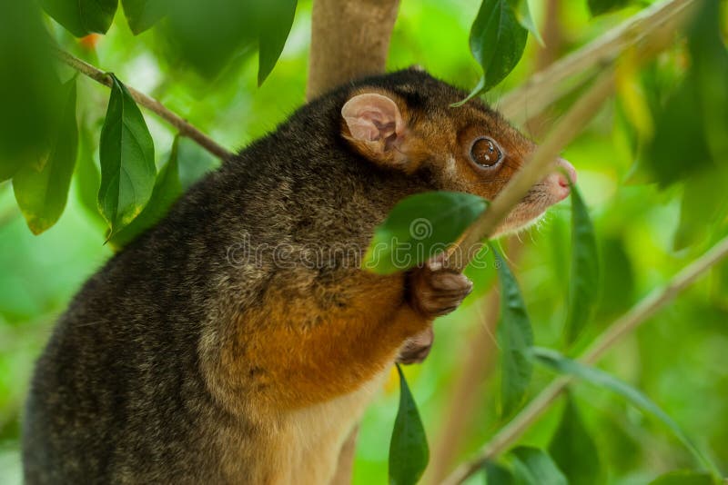 A poised suburban ringtail possum, alert in daylight tightly gripping a branch which slightly obsures his face. Ringtail possum stock images, royalty-free photos and pictures