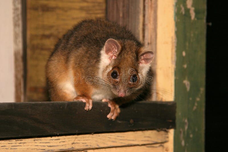 Ringtail possum of Australia. Nocturnal marsupial. Ringtail possum stock images, royalty-free photos and pictures