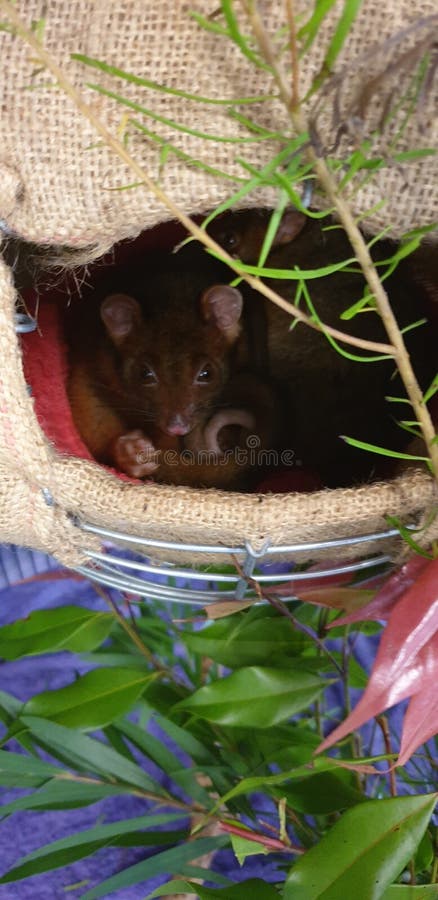 Orphan Ringtail Possum. Ringtail possum stock images, royalty-free photos and pictures