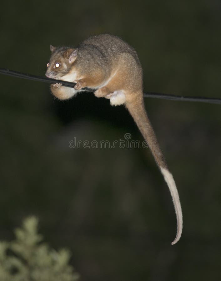 Australian Ringtail Possum on power line. Ringtail possum stock images, royalty-free photos and pictures