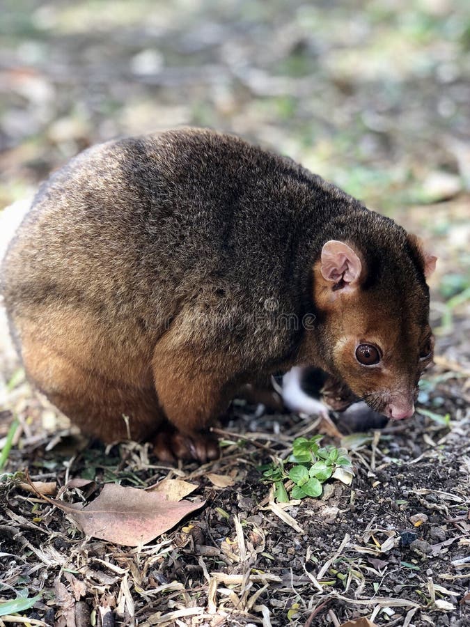 Nature animals in Australia. Ringtail possum stock images, royalty-free photos and pictures