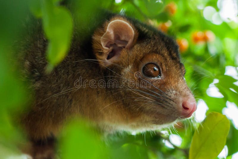 Close up of a wild suburban ringtail possum, facing the away from the camera. Shallow depth of field. Ringtail possum stock images, royalty-free photos and pictures
