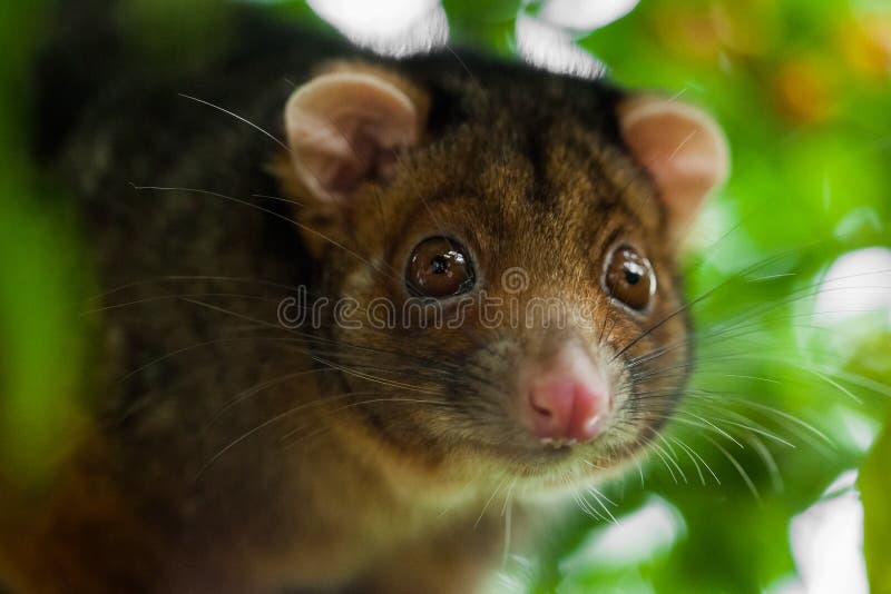 Close up of a wild suburban ringtail possum, facing the camera with shallow depth of field. Ringtail possum stock images, royalty-free photos and pictures
