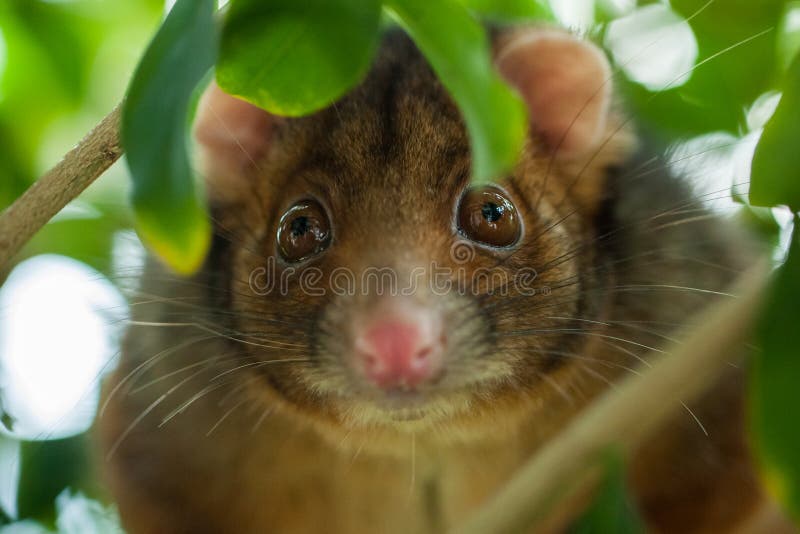 Close up of a ringtail possum, alert and facing the camera, slightly obscured by leaves. Shallow focus centered on the eyes. Ringtail possum stock images, royalty-free photos and pictures