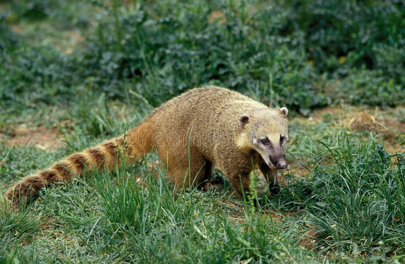 Ringtailed Coati or Coatimundi, Nasua Nasua Stock Photo - Image of