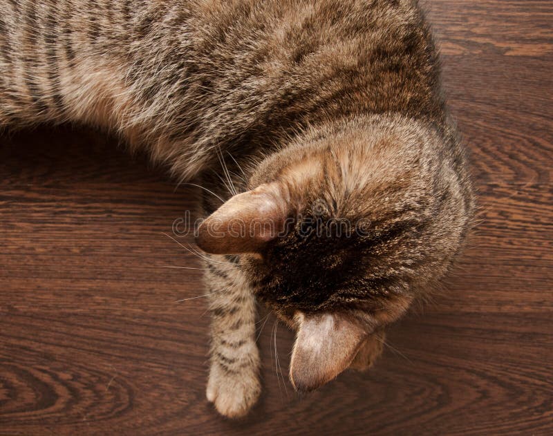 thyme out for ringworm thyme out for ringworm