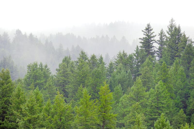 Rinkornig, grön trädskog för pinjeträd i vildmarksberg mistluftlager arkivfoto