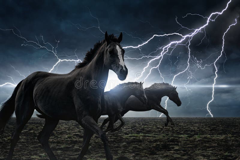 Dramatic nature background - running black horses, bright lightning in dark stormy sky. Dramatic nature background - running black horses, bright lightning in dark stormy sky