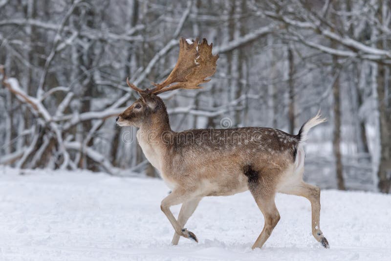 Rinnande vuxna dovhjortar Vinterberättelse med manliga hjortdovhjortar, DamaDama, Daniel In The Natural Habitat Hjortar som körs arkivbild Rinnande vuxna dovhjortar Vinterberättelse med manliga hjortdovhjortar, DamaDama, Daniel In The Natural Habitat Hjortar som körs arkivbild