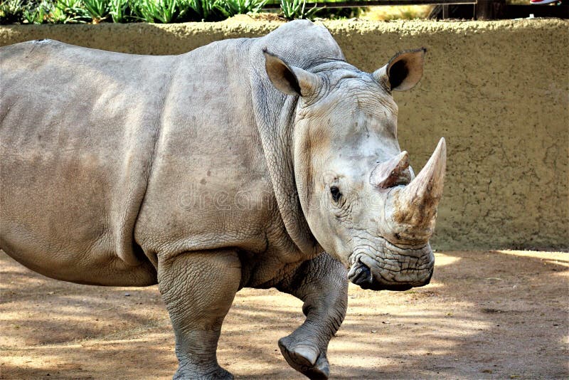 Rinoceronte allo zoo di Phoenix, Phoenix, Arizona Stati Uniti fotografia stock libera da diritti Rinoceronte allo zoo di Phoenix, Phoenix, Arizona Stati Uniti fotografia stock libera da diritti