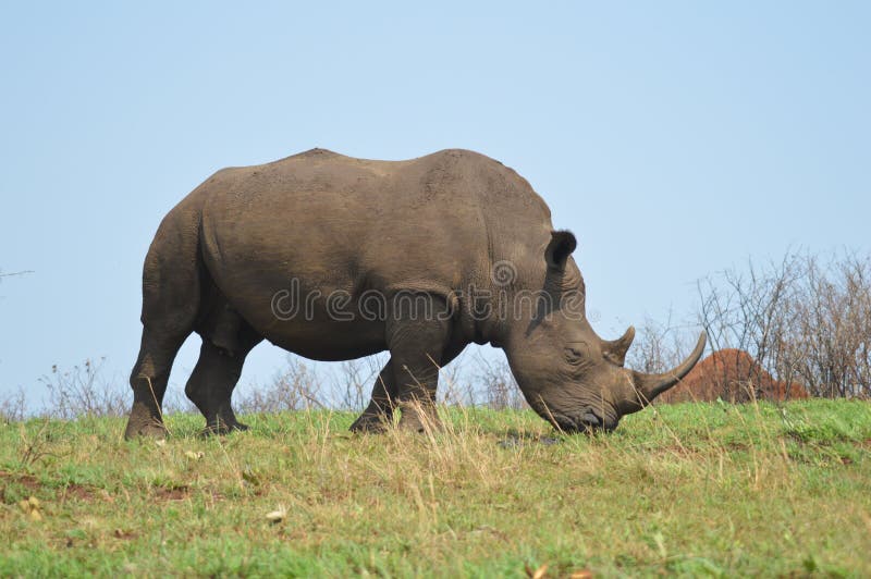 Rinoceronte branco bonito ou rinoceronte do touro masculino em uma reserva do jogo em África do Sul fotografia de stock royalty free Rinoceronte branco bonito ou rinoceronte do touro masculino em uma reserva do jogo em África do Sul fotografia de stock royalty free