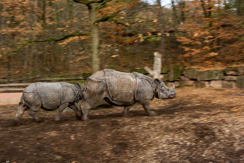 Rinoceronte del vitello e della madre che va in giro e che gioca fotografia stock libera da diritti Rinoceronte del vitello e della madre che va in giro e che gioca fotografia stock libera da diritti