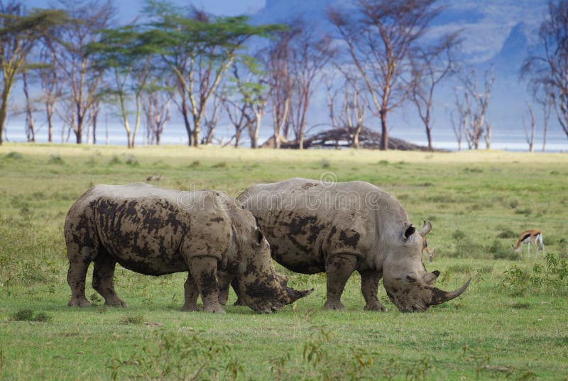 Rinoceronte di Ywo nel parco nazionale di Nakuru del lago fotografia stock Rinoceronte di Ywo nel parco nazionale di Nakuru del lago fotografia stock