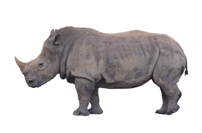 Rinoceronte enorme isolato