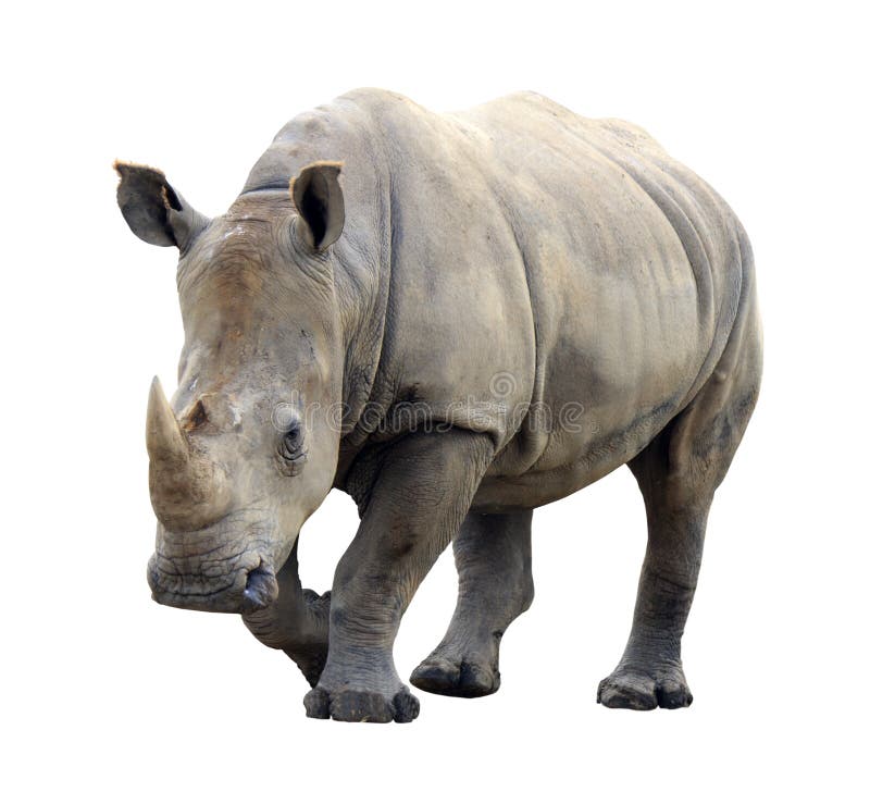 Rinoceronte enorme isolato