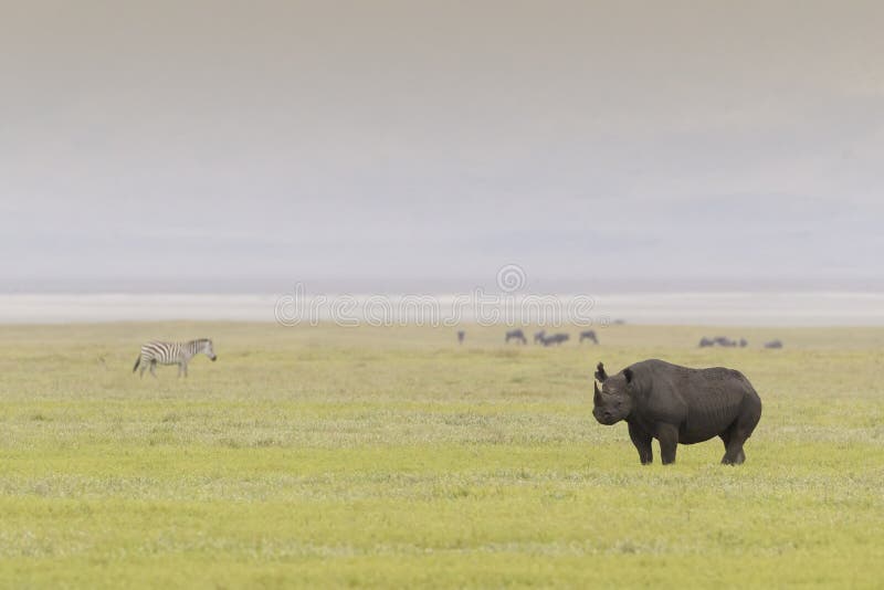 Rinoceronte negro en el cráter de Ngorongoro foto de archivo Rinoceronte negro en el cráter de Ngorongoro foto de archivo
