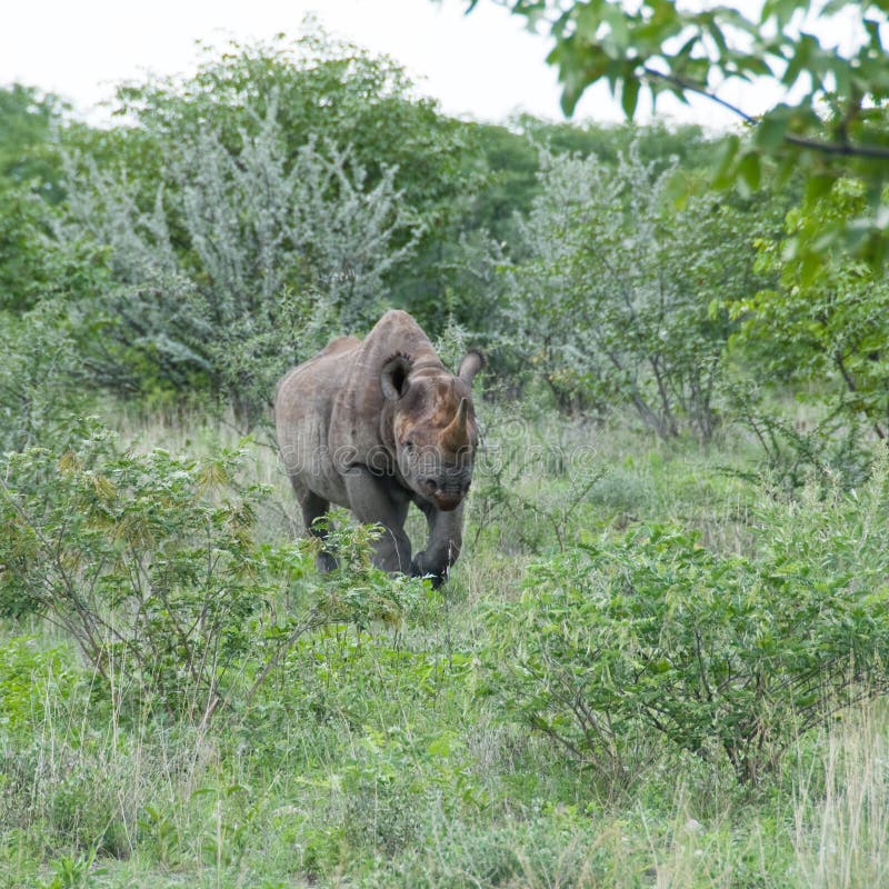 Rinoceronte negro que carga, Namibia