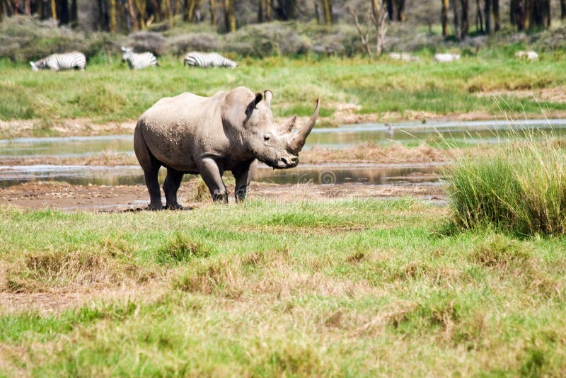 Rinoceronte nel lago Nakuru National Park fotografia stock Rinoceronte nel lago Nakuru National Park fotografia stock
