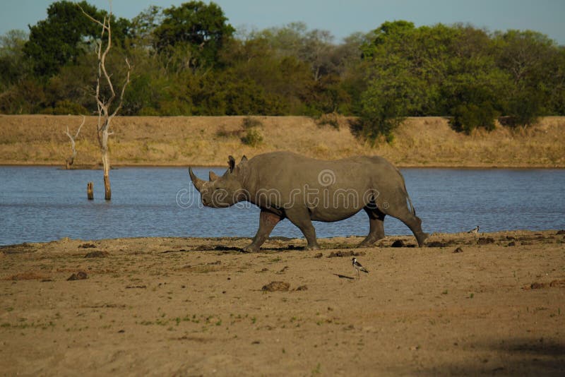 Rinoceronte nero maschio