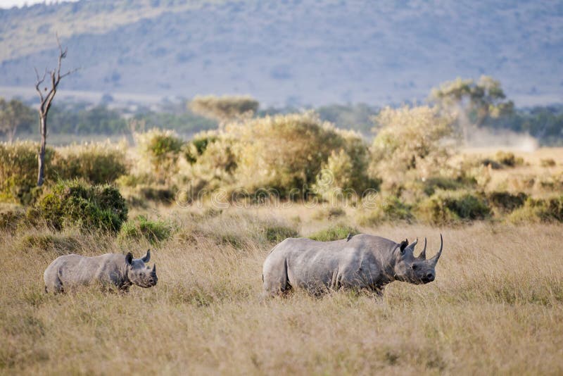 Rinoceronte preto no Masai Mara, Kenya