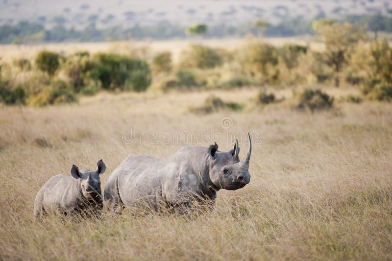 Rinoceronte-negro na Masai Mara, Quénia fotografia de stock