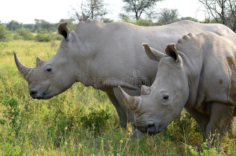 Rinoceronte y pájaro imagen de archivo. Imagen de claxon 9412543