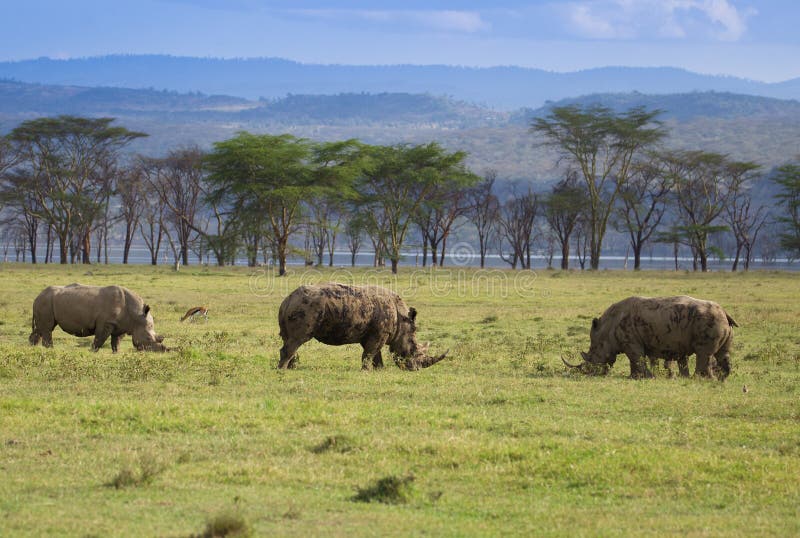 Rinocerossen in Meer Nakuru Kenya stock fotografie Rinocerossen in Meer Nakuru Kenya stock fotografie