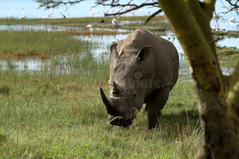 Rinocerossen in Meer Nakuru National Park in Kenia royalty-vrije stock fotografie Rinocerossen in Meer Nakuru National Park in Kenia royalty-vrije stock fotografie