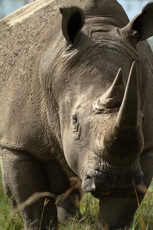 Rinocerossen in Meer Nakuru National Park in Kenia stock fotografie Rinocerossen in Meer Nakuru National Park in Kenia stock fotografie