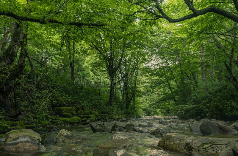 Rio através do interior de uma floresta foto de stock Rio através do interior de uma floresta foto de stock