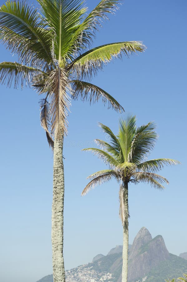 Rio de Janeiro Palm Trees Two broderberg Brasilien arkivfoton Rio de Janeiro Palm Trees Two broderberg Brasilien arkivfoton