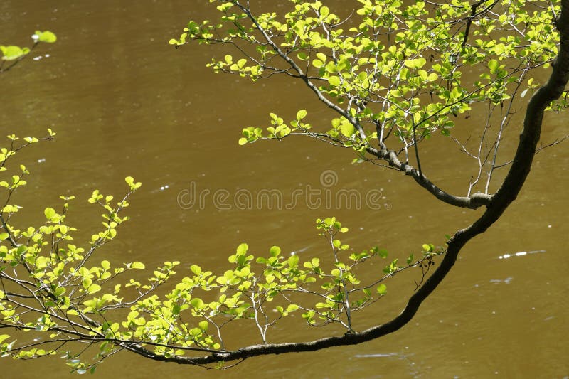Rio Folhas do amieiro de Sunlighted acima da água foto de stock royalty free Rio Folhas do amieiro de Sunlighted acima da água foto de stock royalty free