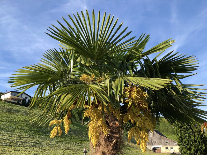 Rio Grande palmetto, Sabal mexicana, Mexican palmetto, Texas palmetto, Texas sabal palm, Palmmetto cabbage or Palma de micharos