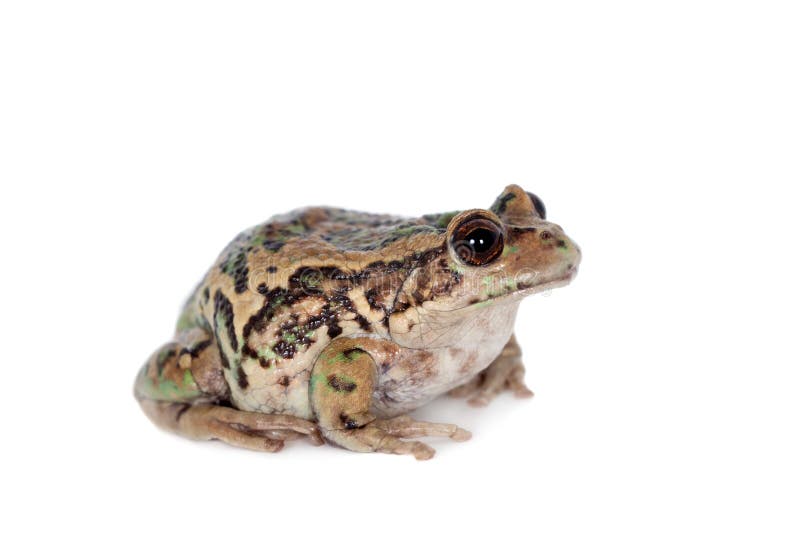 Riobamba marsupial frog on white