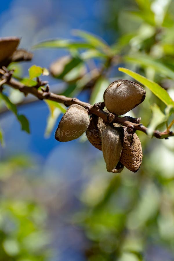 Ripe Almond Nuts in Shell Growing on Almond Tree Stock Photo Image of
