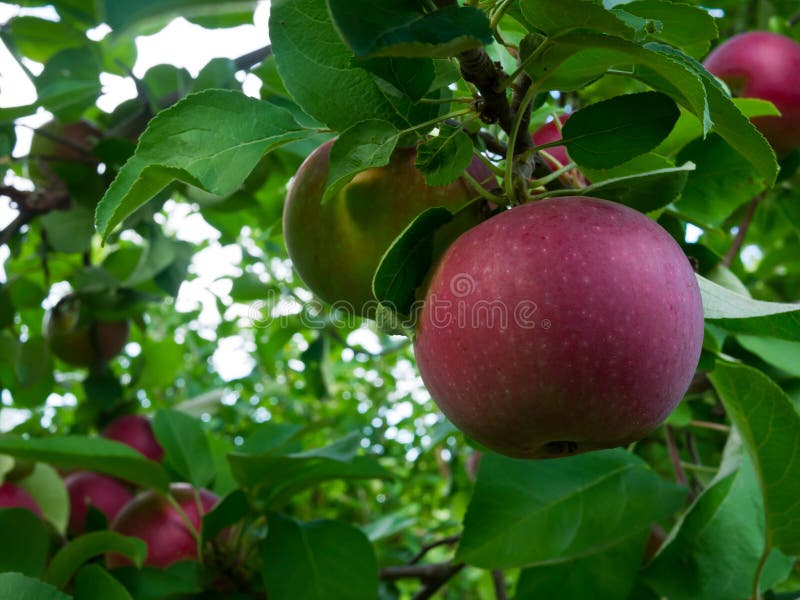 Ripe apple on tree