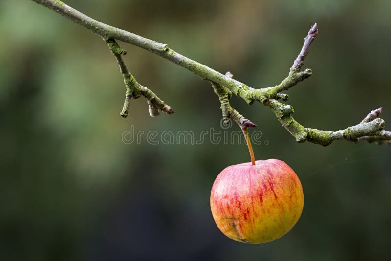 Ripe apple stock image. Image of bright, seasonal, autumn 61038067