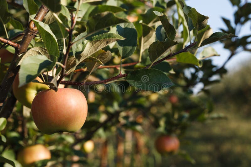 Ripe apple on a tree royalty free stock image Ripe apple on a tree royalty free stock image