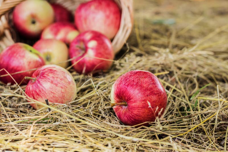 Ripe apples stock image. Image of life, scattered, seasonal 50415835