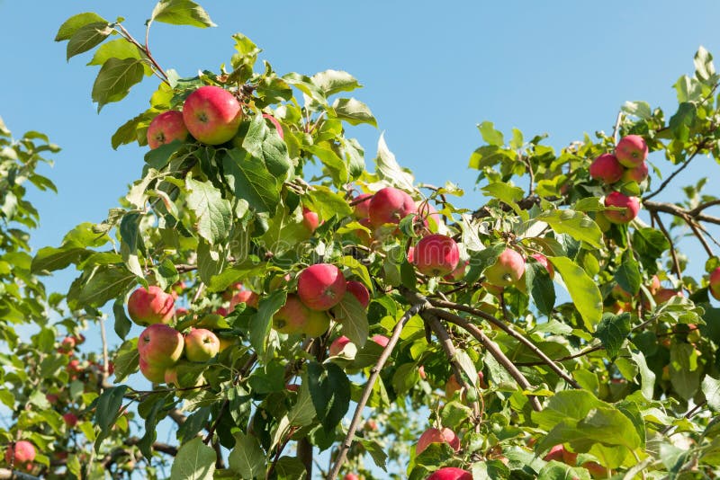 Ripe apples on a tree