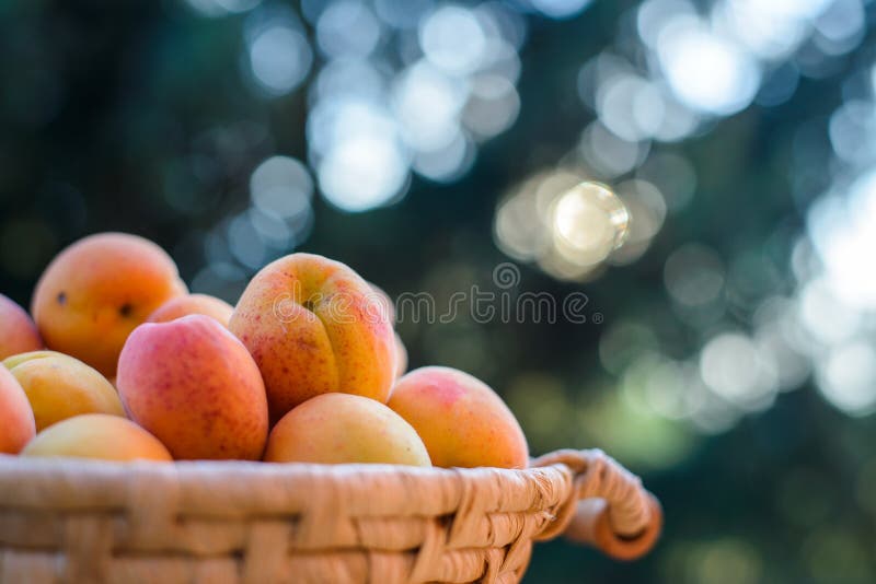 Apricot Sunset — Rezepte Suchen