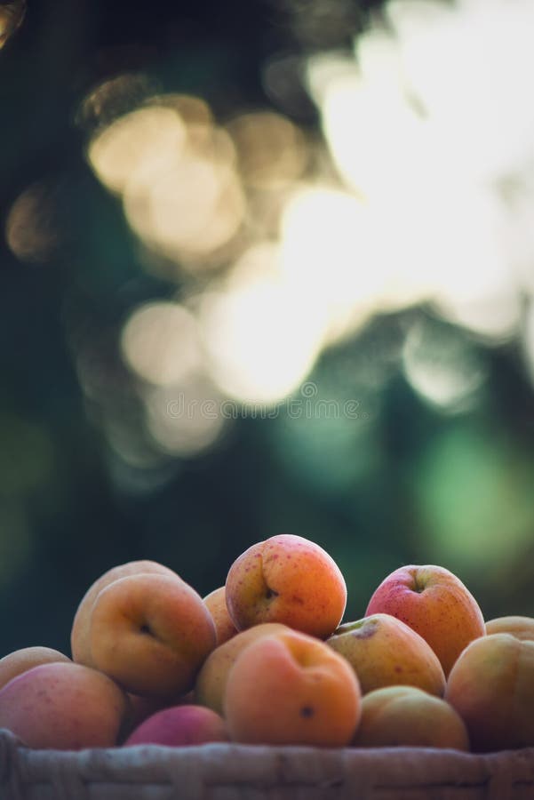 Ripe Apricots on the Basket with Natural Bokeh Sunset Background Stock ...