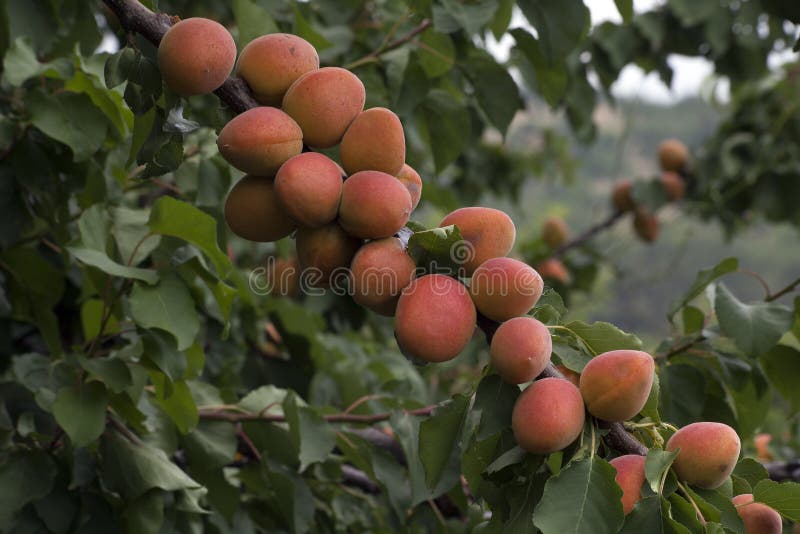 Ripe Apricots Growing on the Apricot Tree Stock Image Image of